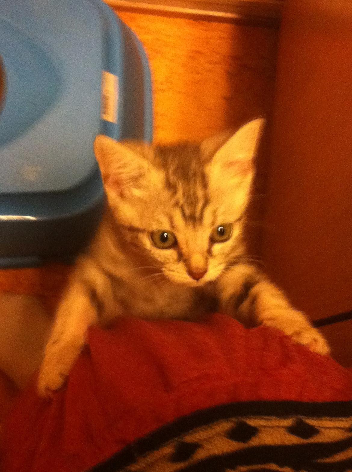 Huskat Mille billede 4