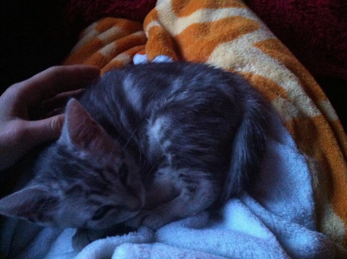 Huskat Mille billede 5