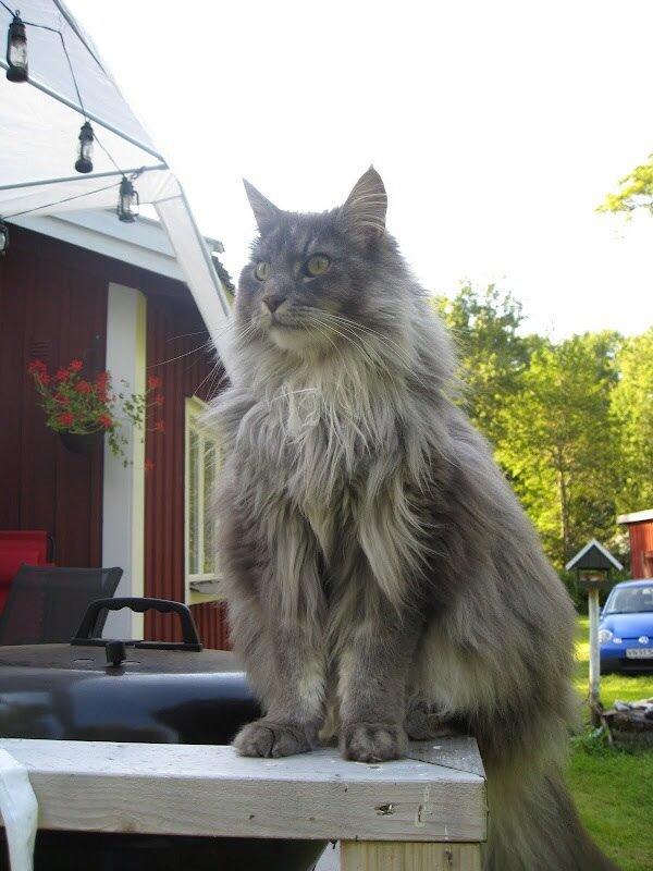 Maine Coon Aslan ( Captiva ) billede 1