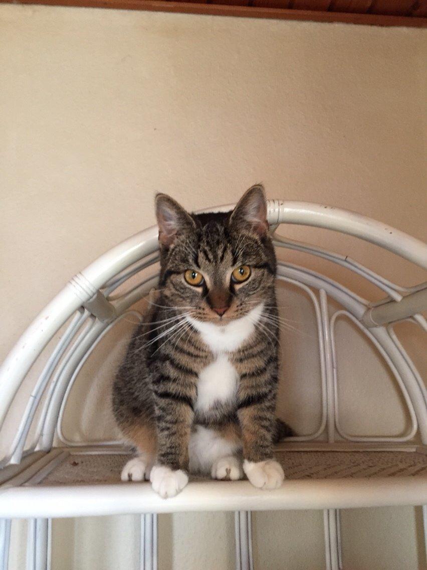 Huskat Tonser billede 45