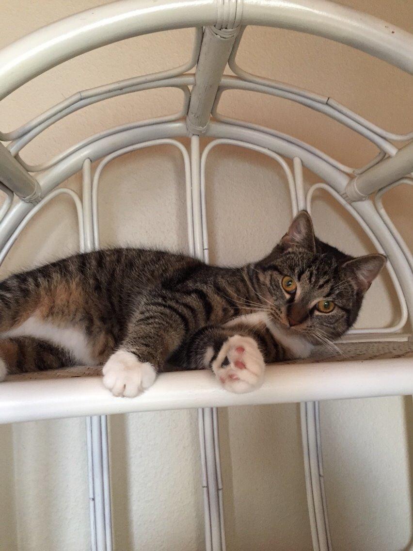 Huskat Tonser billede 46