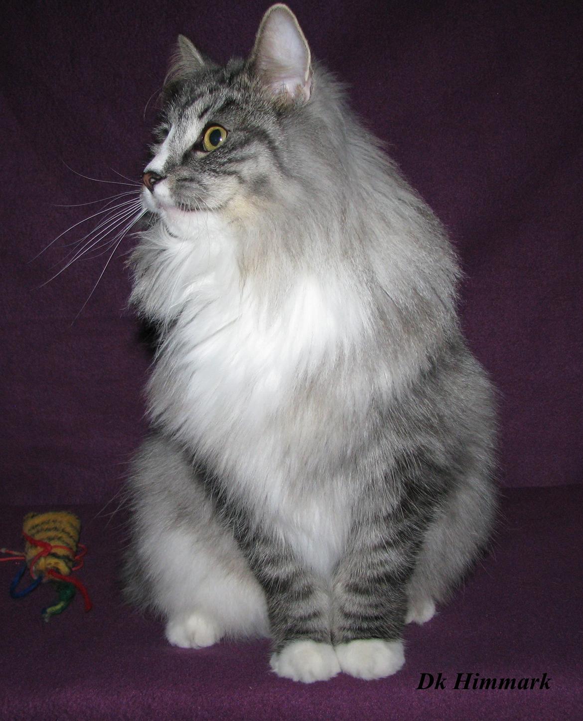 Norsk Skovkat Dk Himmark´s Honnie billede 47