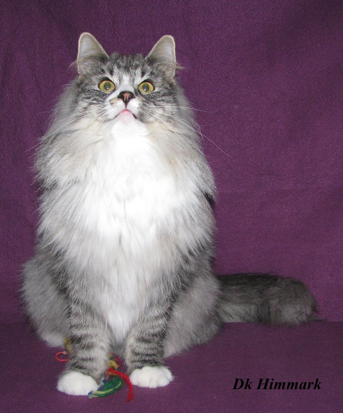 Norsk Skovkat Dk Himmark´s Honnie billede 46
