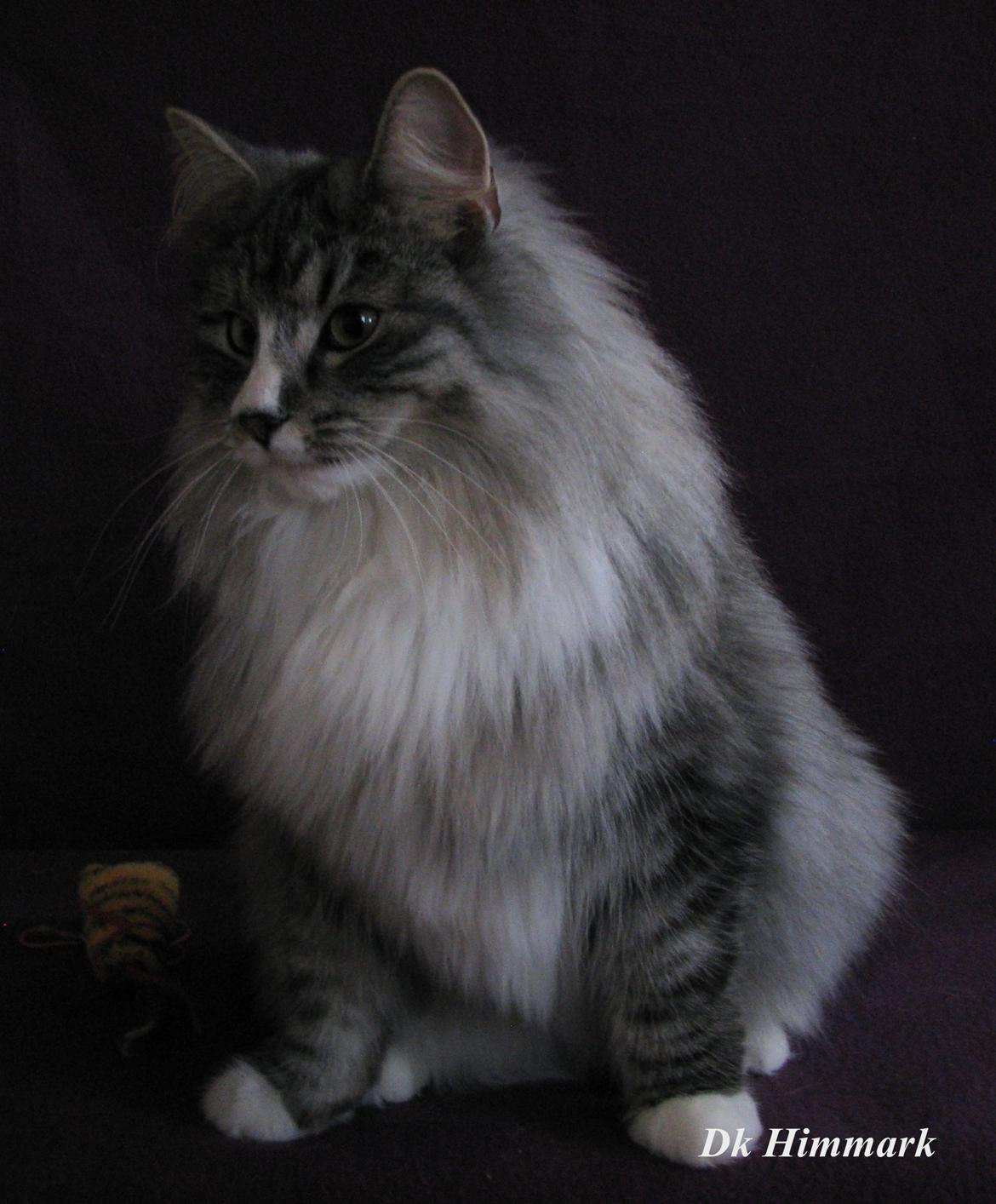Norsk Skovkat Dk Himmark´s Honnie - Honnie Janura 2015 <3 billede 1