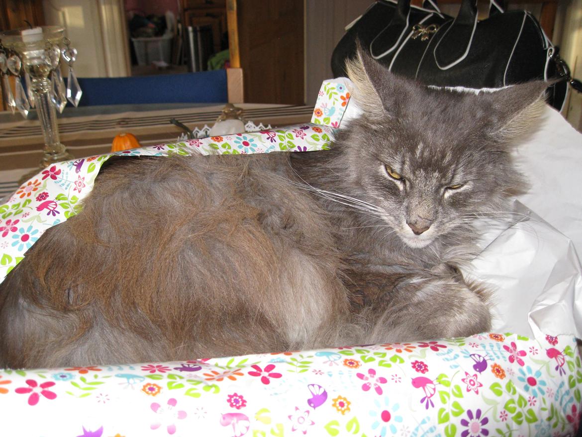 Maine Coon Aslan ( Captiva ) billede 23