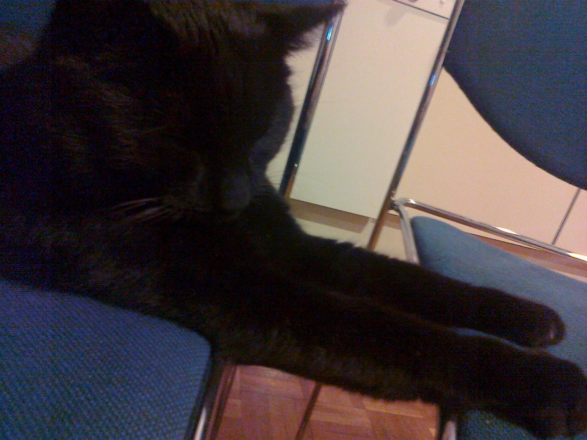 Huskat Samba - Når man er for doven og træt til at tage poterne til sig igen efter at have trukket sig xD billede 9