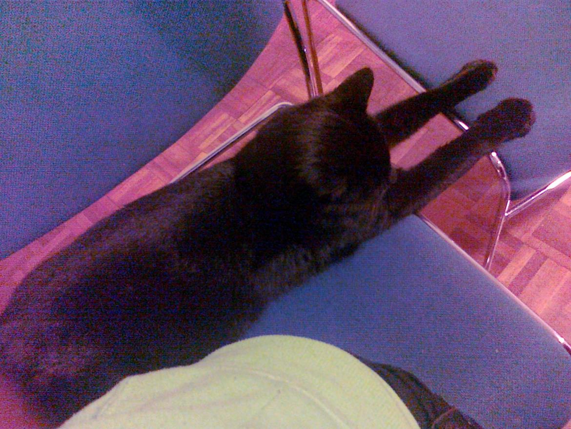 Huskat Samba - Hver aften når der skal spises aftensmad så tager jeg hendes stol hvilket hun ikke finder sig i ret længe og sætter sig op alligevel xD billede 10