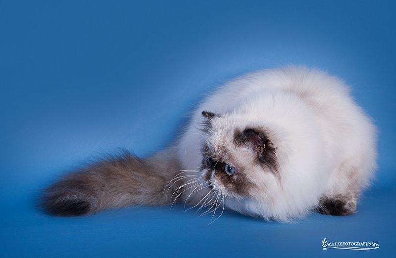 Colorpoint Got a Point? Martha Dandridge - Martha 5 måneder <3 ved Kattefotografen Brædstup udstillingen billede 9