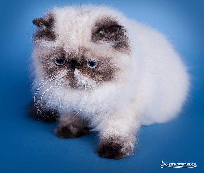 Colorpoint Got a Point? Martha Dandridge - Martha 5 måneder <3 ved Kattefotografen Brædstup udstillingen billede 12