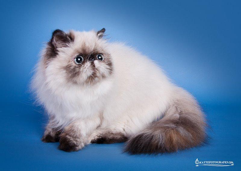 Colorpoint Got a Point? Martha Dandridge - Martha 5 måneder <3 ved Kattefotografen Brædstup udstillingen billede 1