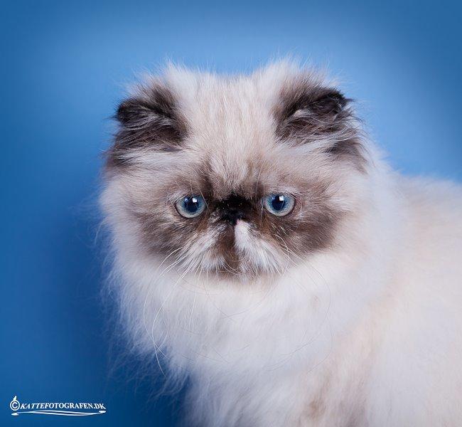 Colorpoint Got a Point? Martha Dandridge - Martha 5 måneder <3 ved Kattefotografen Brædstup udstillingen billede 4