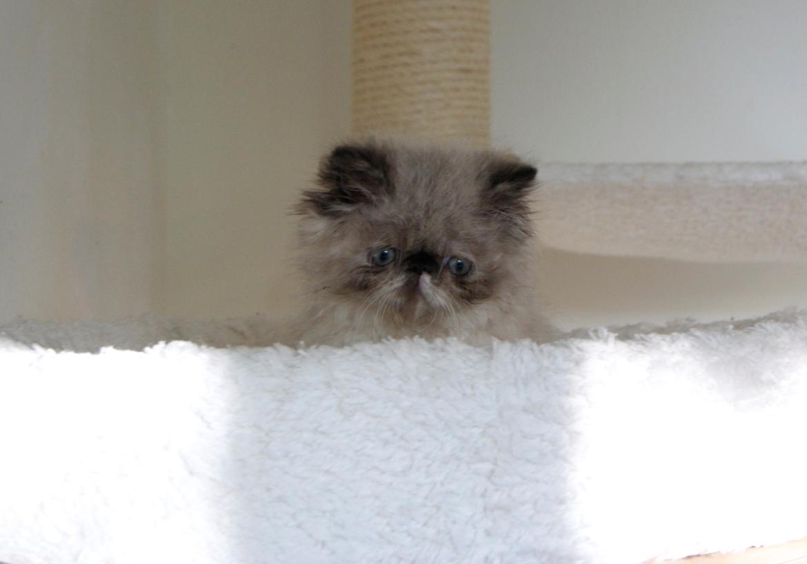 Colorpoint Got a Point? Martha Dandridge - Martha 9 uger billede 3