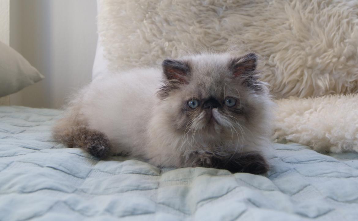 Colorpoint Got a Point? Martha Dandridge - Martha 12 uger billede 8