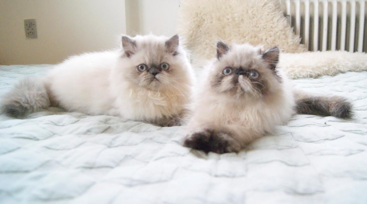 Colorpoint Got a Point? Martha Dandridge - Martha 15 uger <3 Sammen med Abigail billede 14