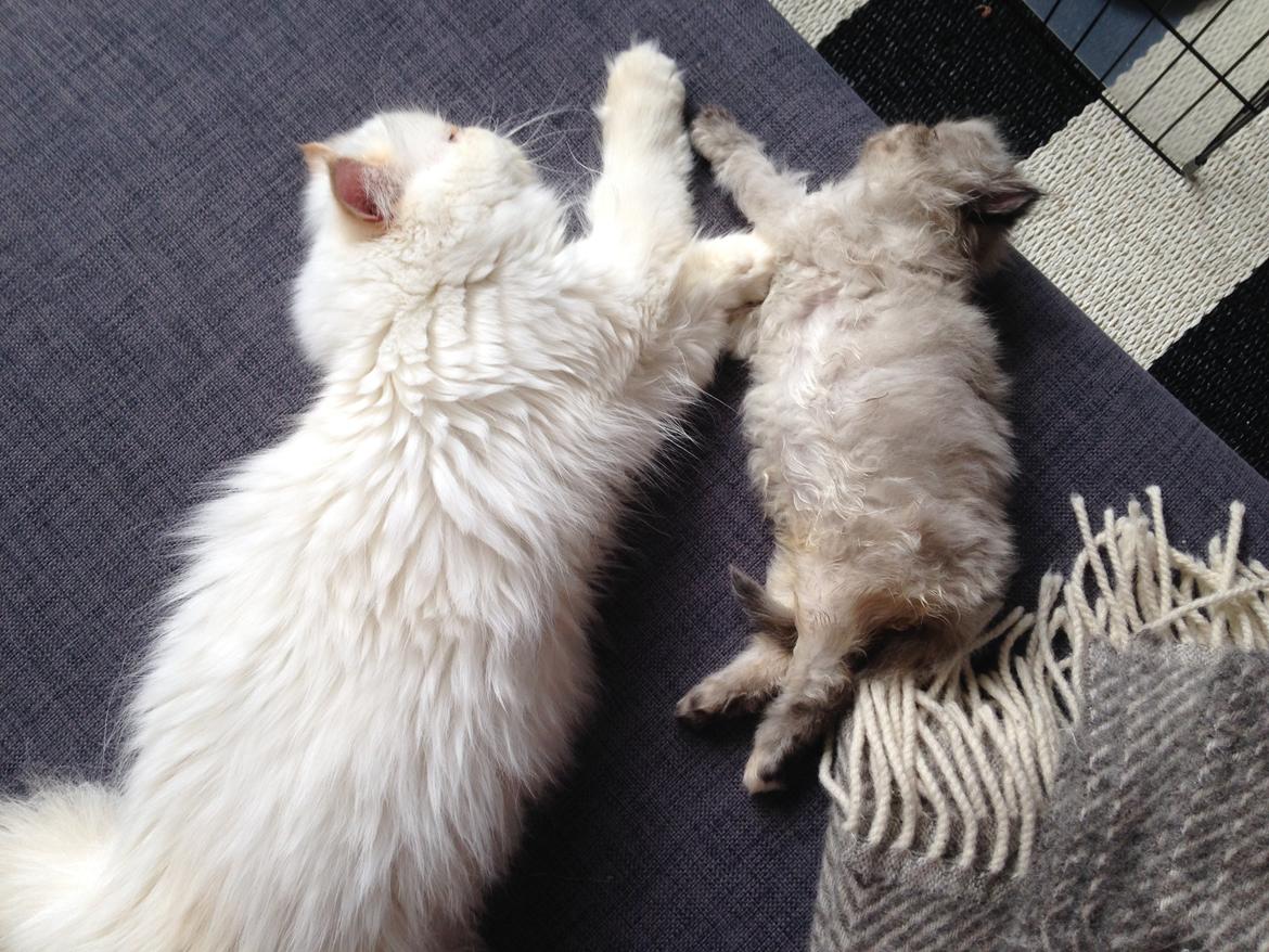 Colorpoint Got a Point? Martha Dandridge - Martha 7 uger <3 sammen med sin mor Fellipa billede 10