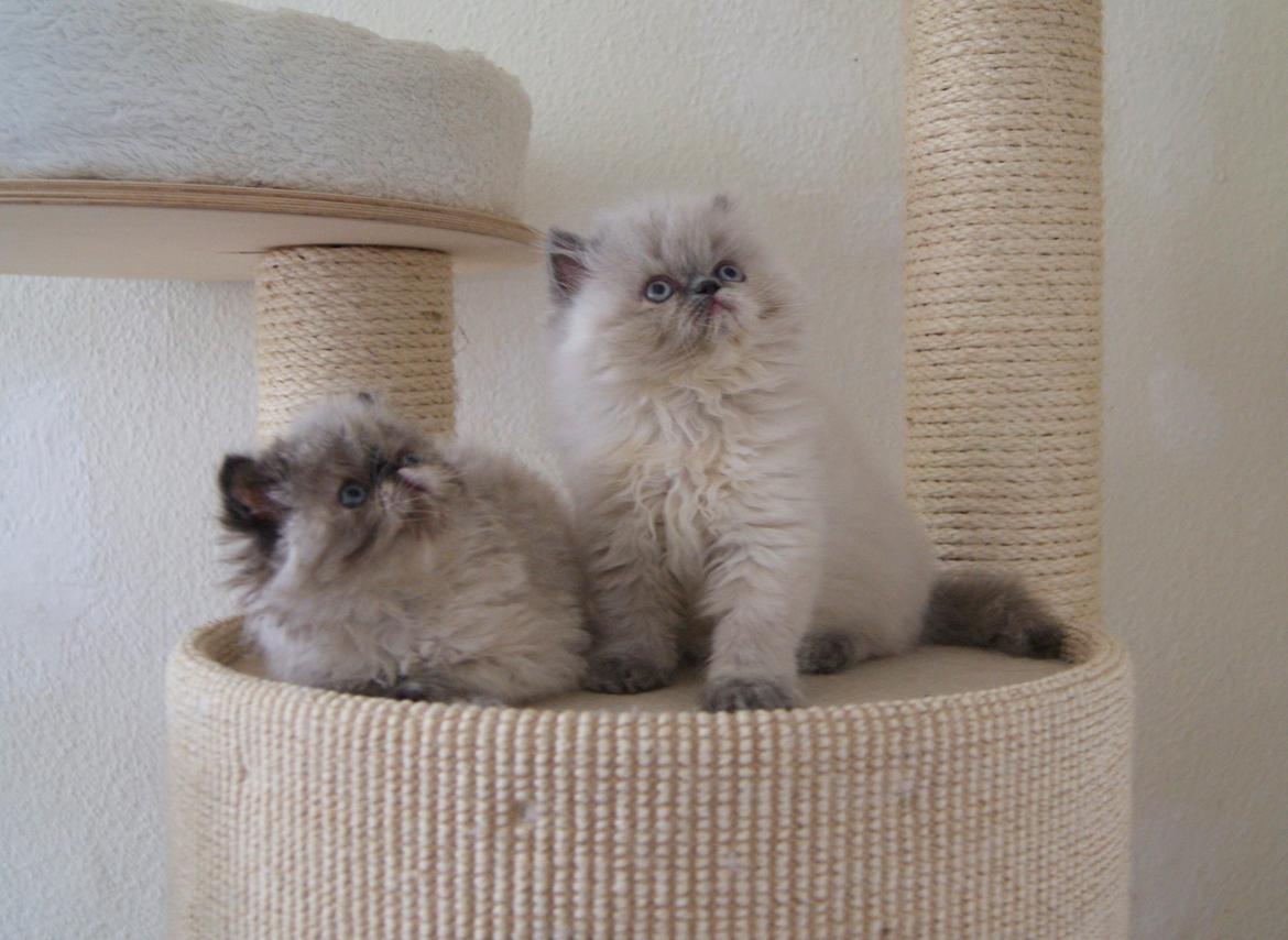 Colorpoint Got a Point? Martha Dandridge - Martha 9 uger <3 sammen med Abigail billede 5