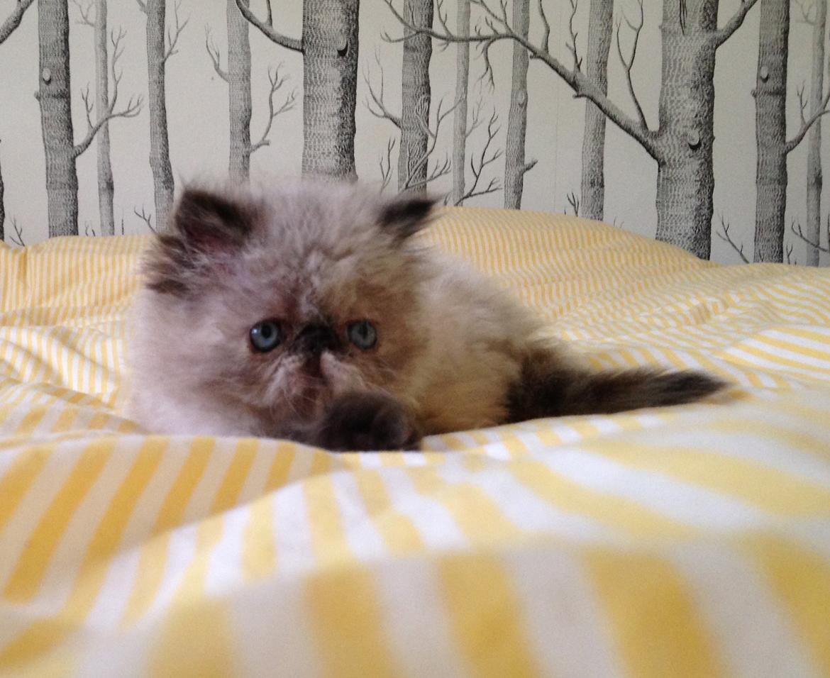 Colorpoint Got a Point? Martha Dandridge - Martha 7 uger billede 7