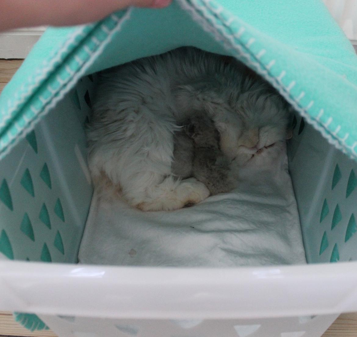 Colorpoint Got a Point? Martha Dandridge - Martha, Abigail og Fellipa billede 11