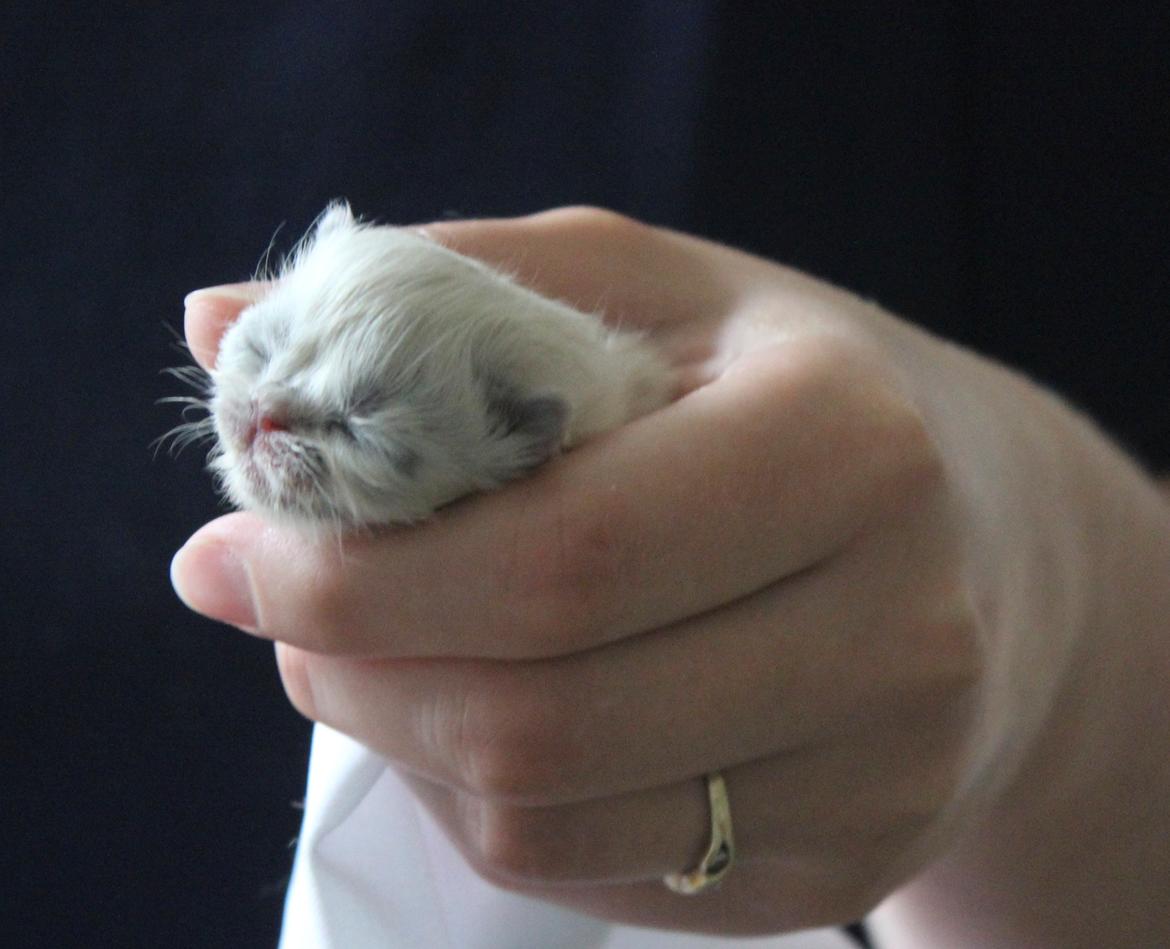 Colorpoint Got a Point? Martha Dandridge - Martha 3 dage <3 Hun har lige fået sutteflaske for første gang billede 6