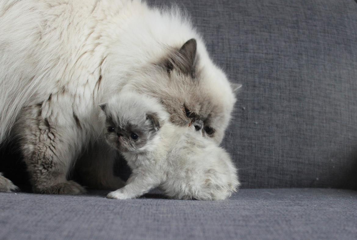 Colorpoint Got a Point? Martha Dandridge - Martha 3 uger <3 sammen med sin far Cisco billede 2