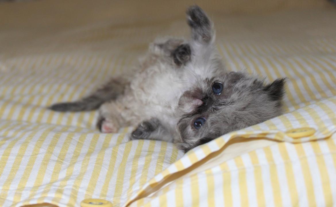 Colorpoint Got a Point? Martha Dandridge - Martha 4 uger billede 15