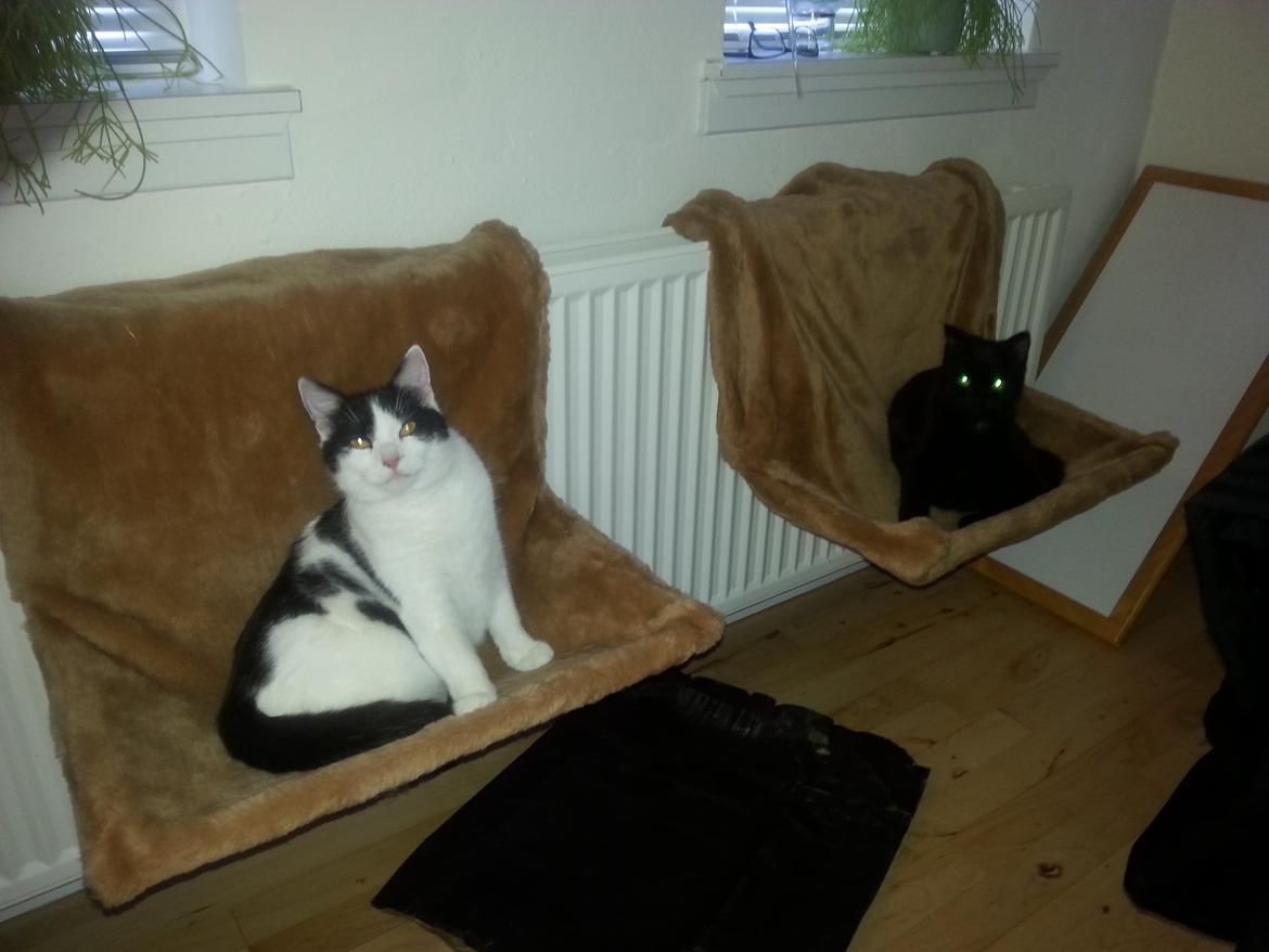 Huskat Speedy - jan 2015  mine 2 dejlig drenge billede 48