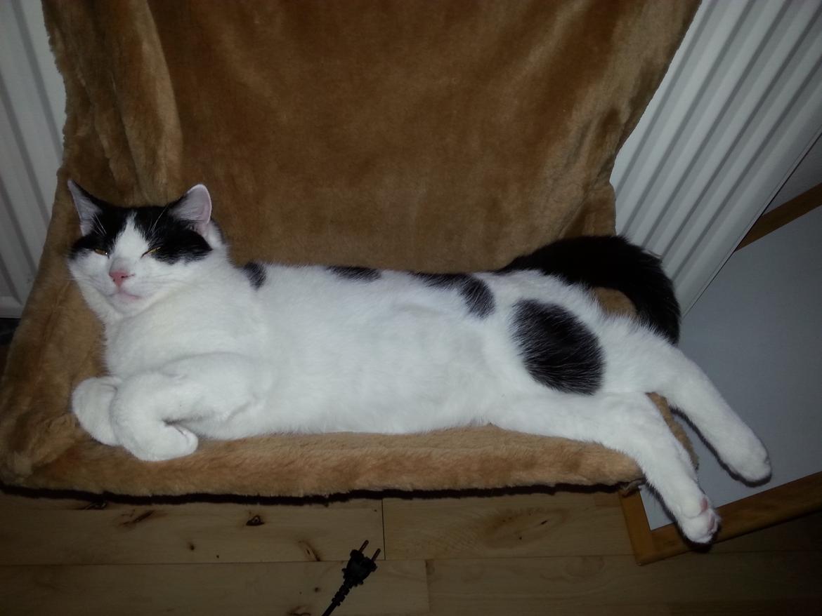 Huskat Speedy - 23 jan 2015   dejlig varm seng billede 49