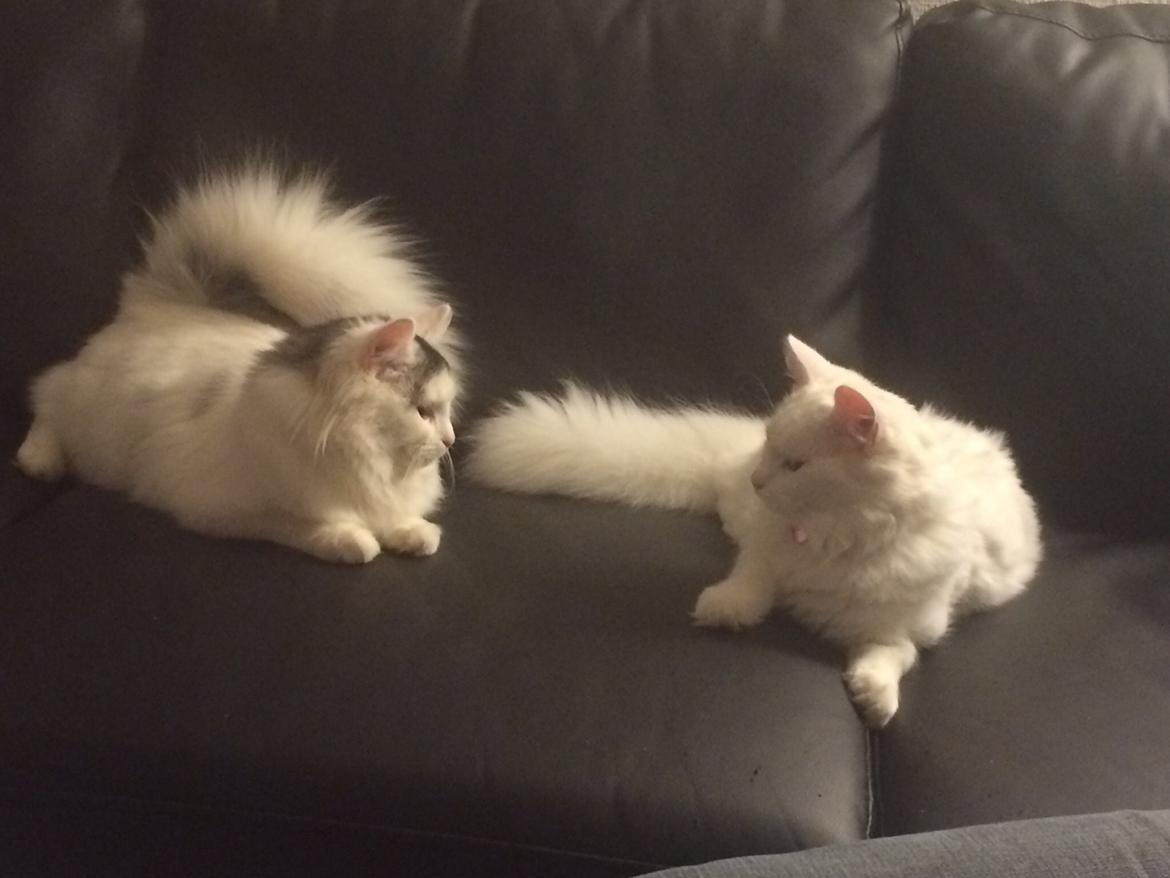 Blanding af racer Maincoon/norsk skovkat billede 3