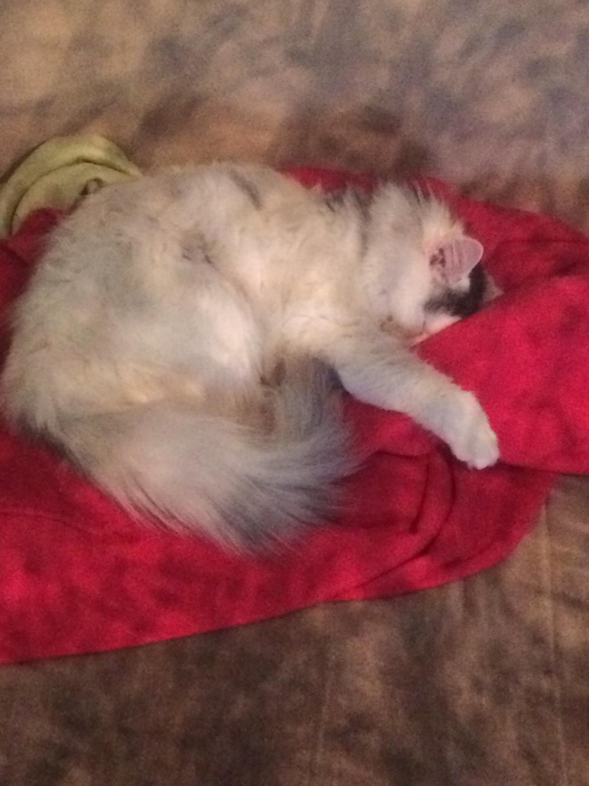 Blanding af racer Maincoon/norsk skovkat billede 4