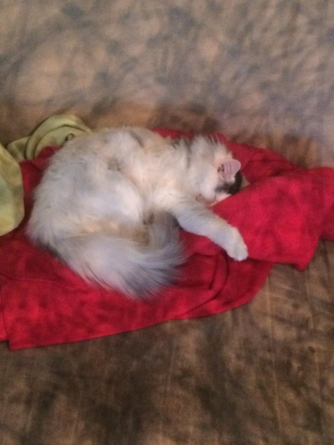 Blanding af racer Maincoon/norsk skovkat billede 5