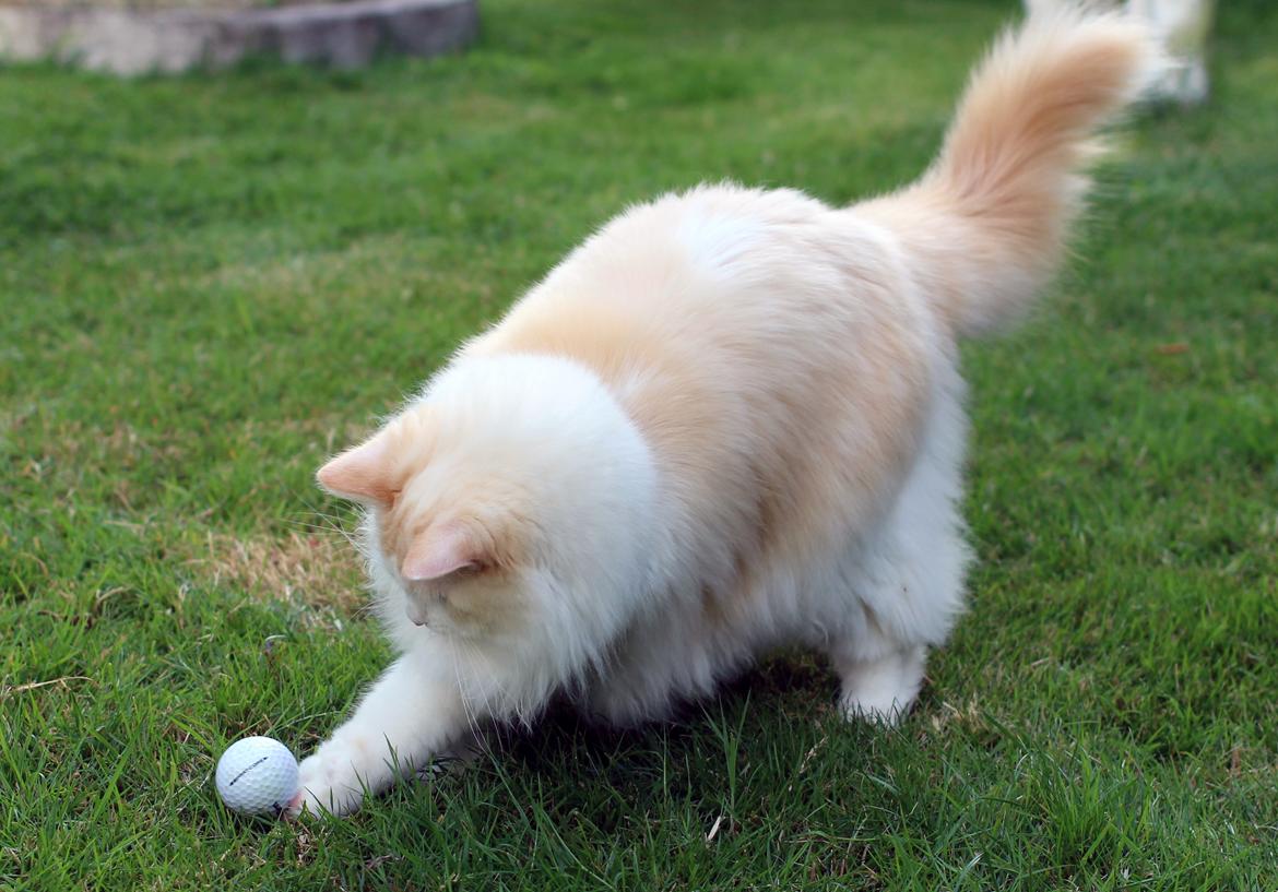 Ragdoll Chubby (DK Vandoll Royal Ricco) - Golfkatten! billede 3
