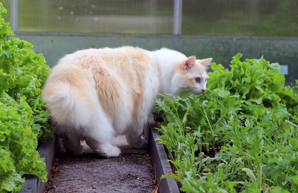 Ragdoll Chubby (DK Vandoll Royal Ricco) - Mormors økologiske have dufter mums! billede 4