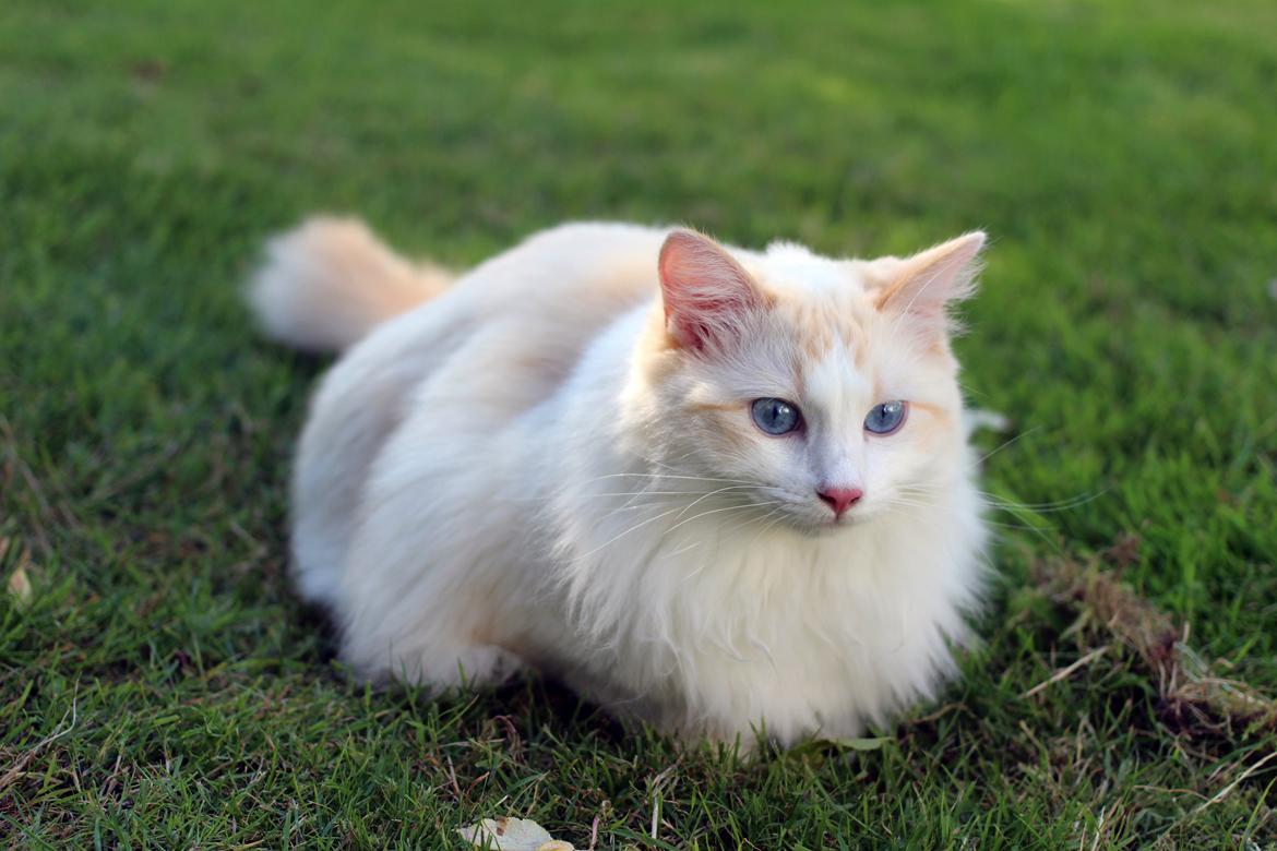 Ragdoll Chubby (DK Vandoll Royal Ricco) billede 2