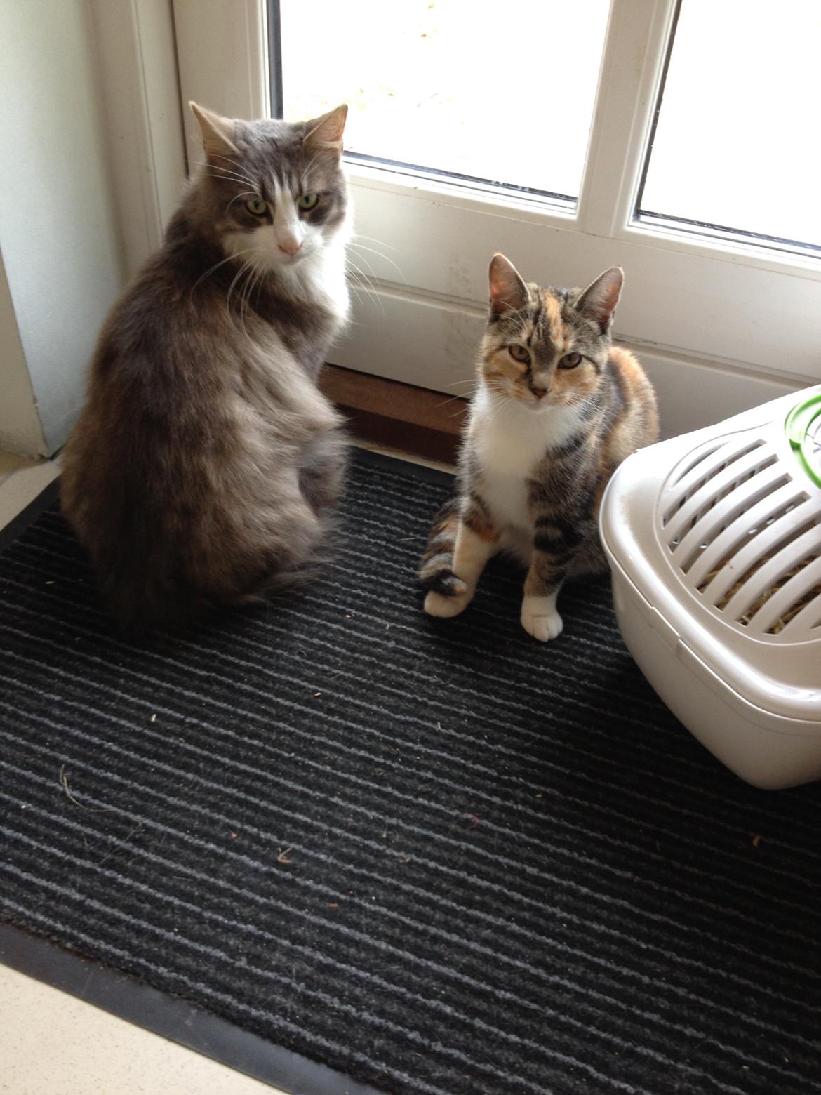 Blanding af racer Kali billede 1