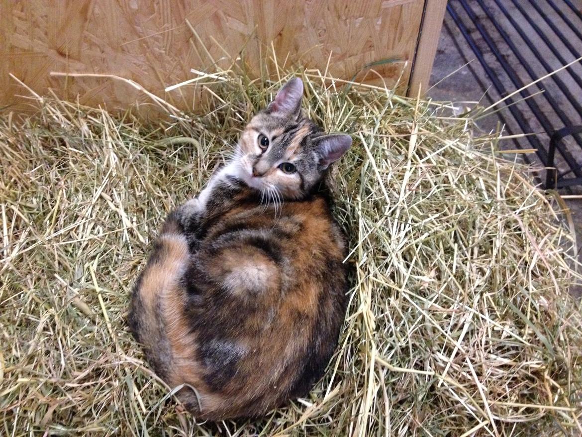 Blanding af racer Kali billede 2