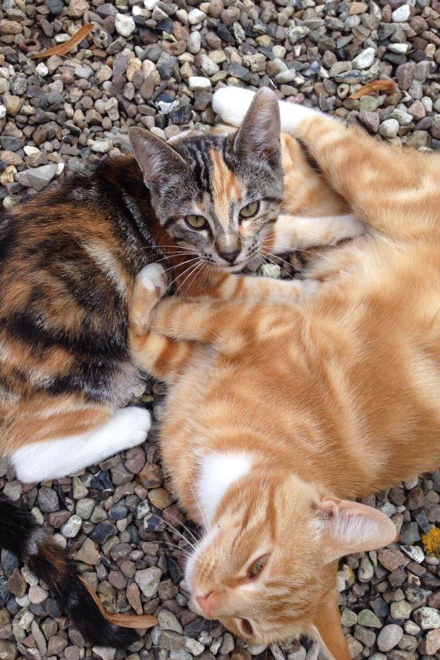 Blanding af racer Kali billede 3