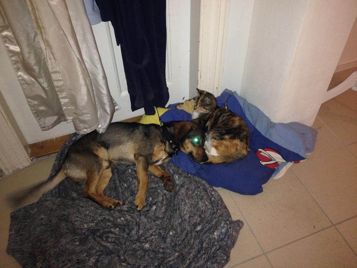 Blanding af racer Kali billede 4