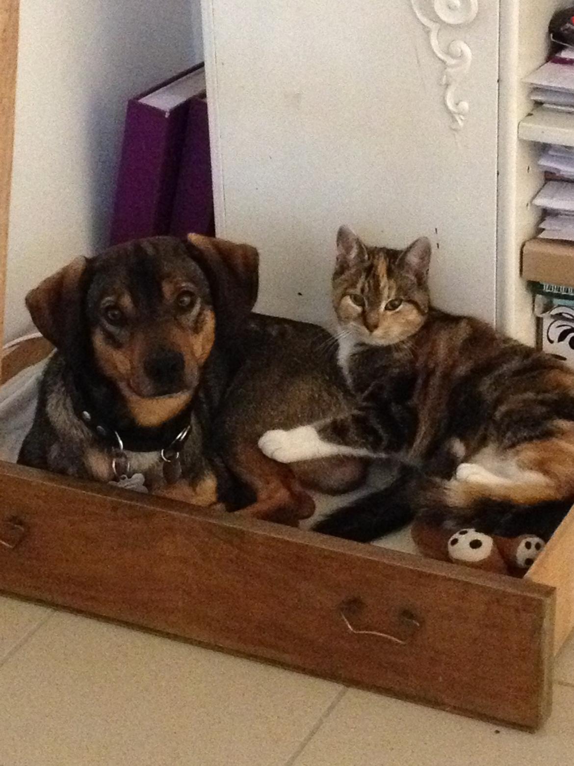 Blanding af racer Kali billede 5