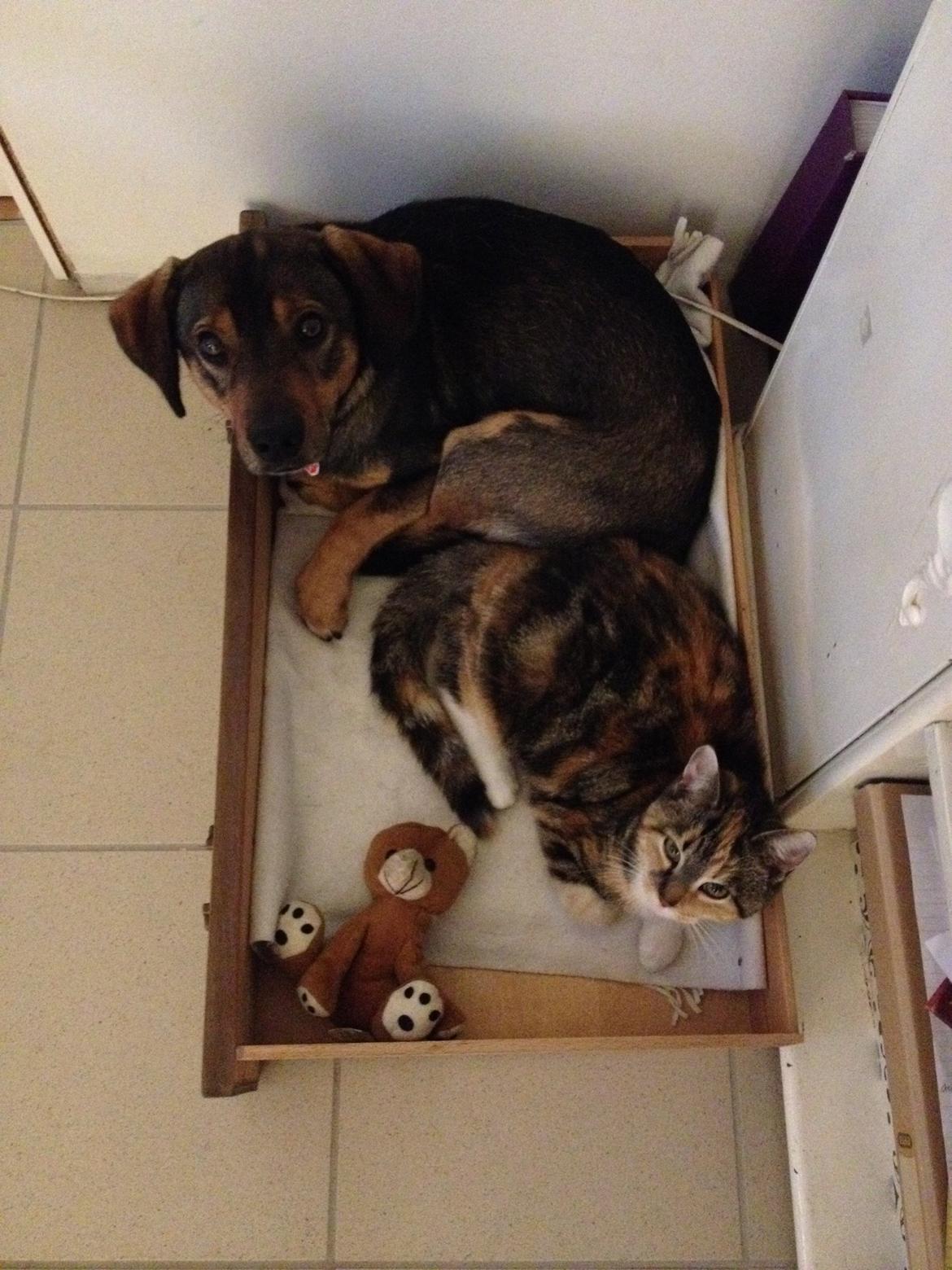 Blanding af racer Kali billede 6