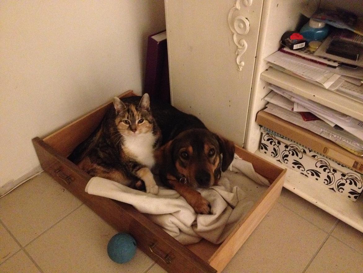 Blanding af racer Kali billede 7