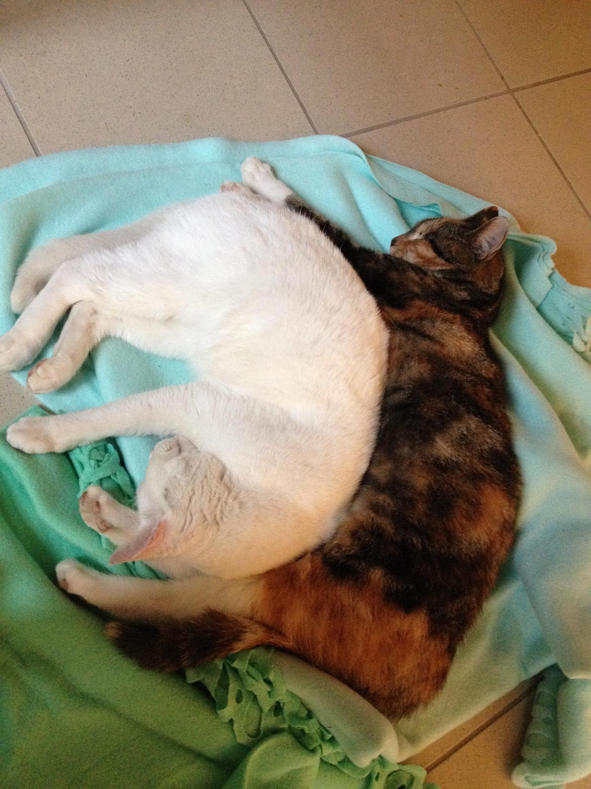 Blanding af racer Kali billede 8