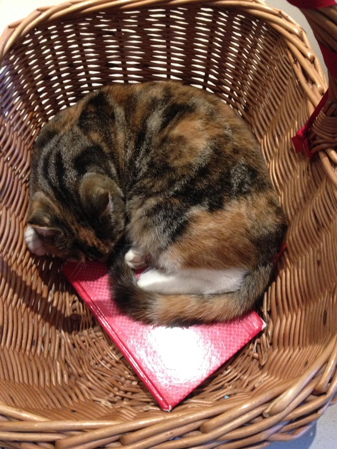 Blanding af racer Kali billede 9