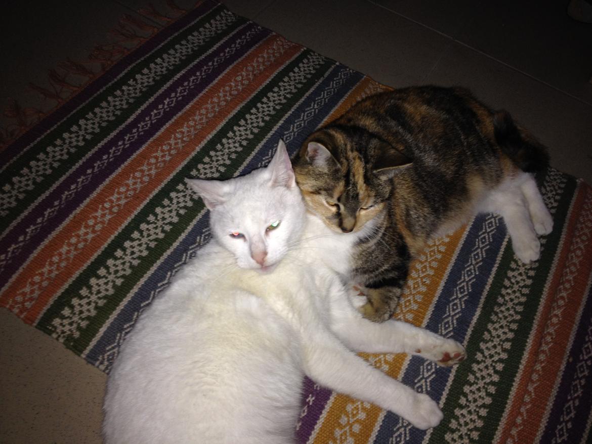 Blanding af racer Kali billede 10