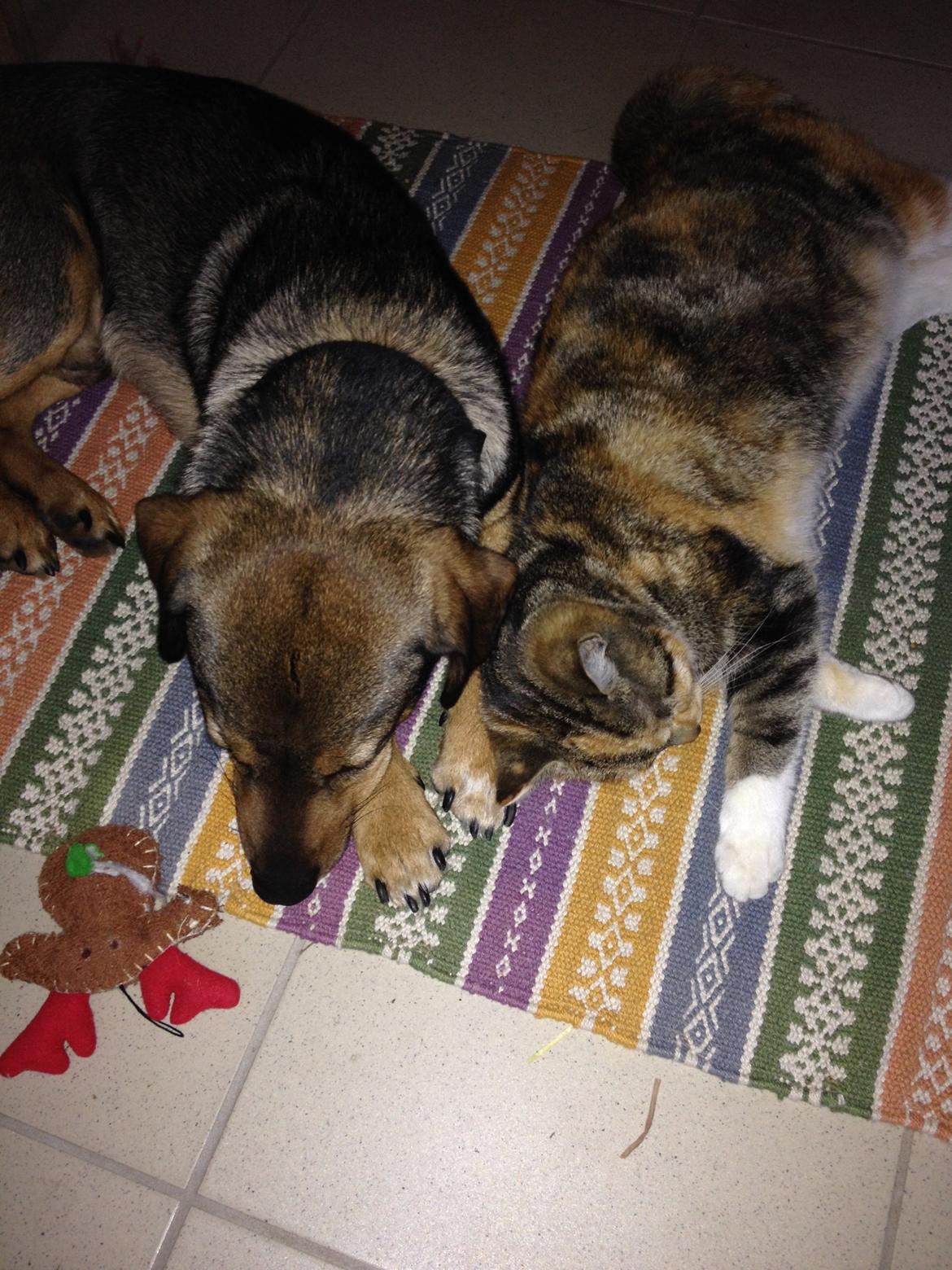 Blanding af racer Kali billede 11