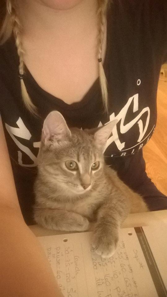 Huskat Rosenstand Feline - Feline følger nøje med på computerskærmen billede 2