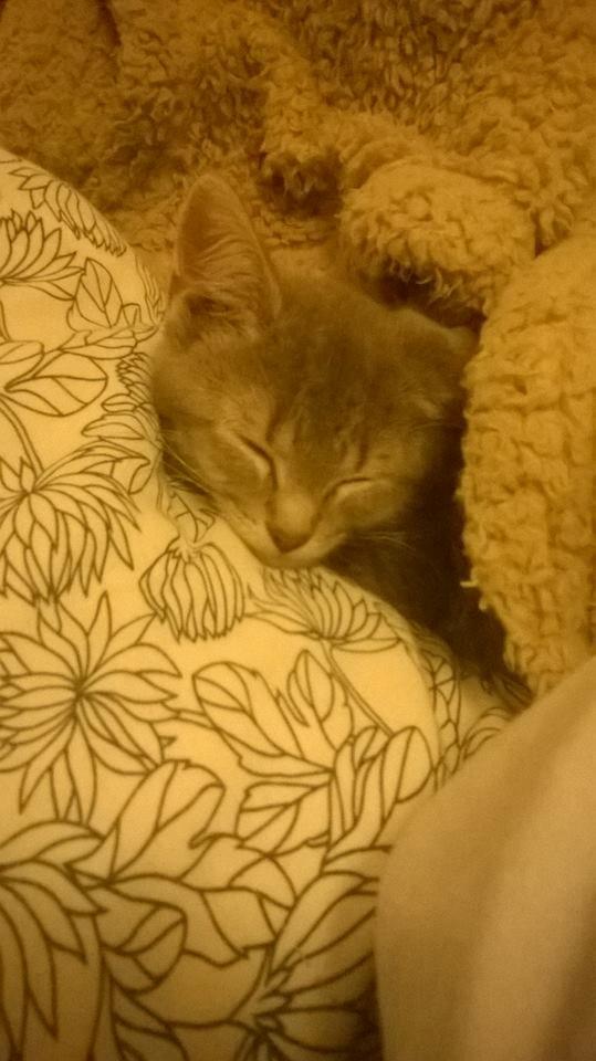 Huskat Rosenstand Feline - om morgenen under tæppet. :) billede 5