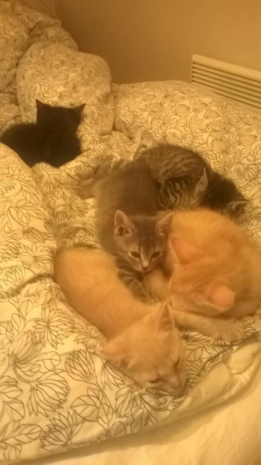 Huskat Rosenstand Feline - putter med sine søskende :)! billede 6