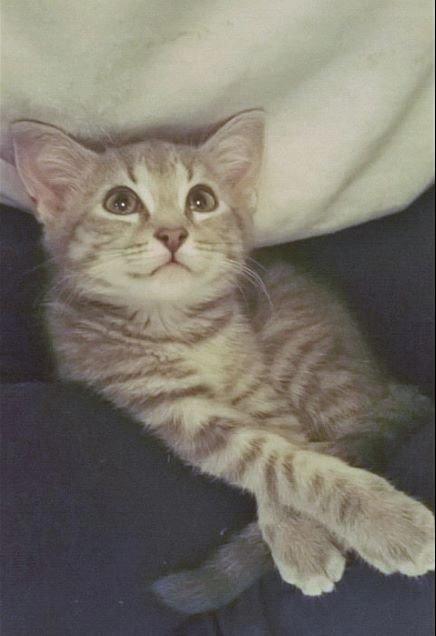 Huskat Rosenstand Feline - Der er så meget personlighed over det her udtryk! <3 billede 1