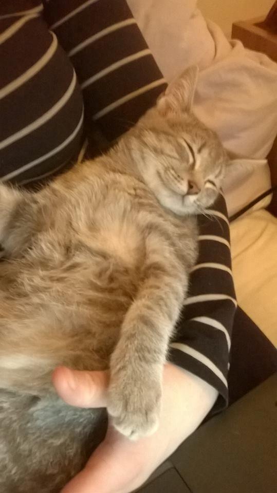 Huskat Rosenstand Feline - Jeps.. hun er en hængerøv i en anden verden! :D billede 4