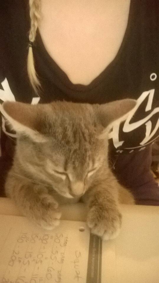 Huskat Rosenstand Feline - Hun kunne ikke holde sig vågen mere. :') billede 3